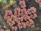 Azolla filiculoides