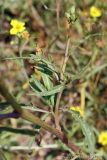 Diplotaxis tenuifolia