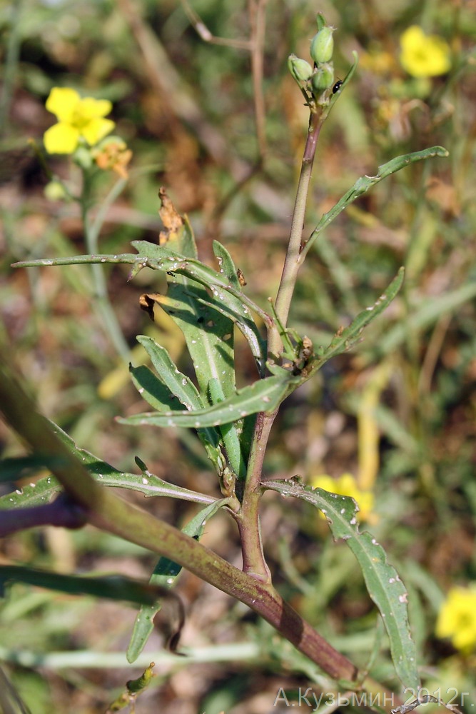 Image of Diplotaxis tenuifolia specimen.