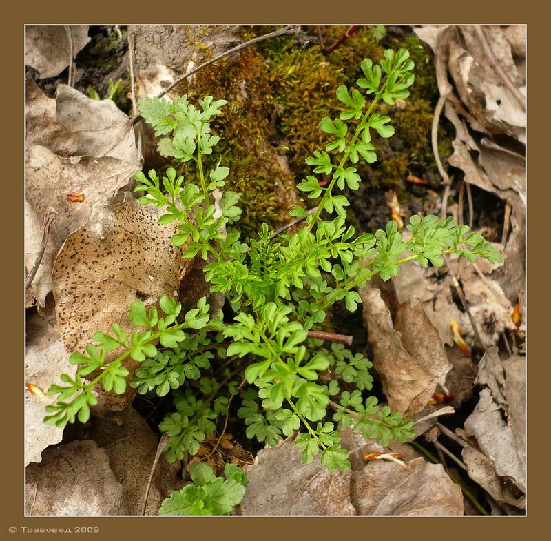 Изображение особи Cardamine impatiens.