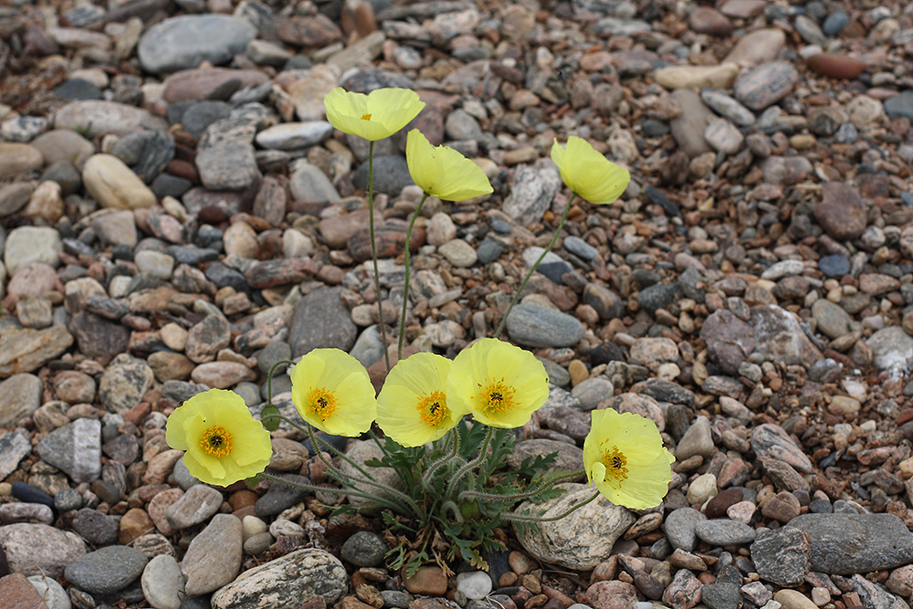 Изображение особи род Papaver.