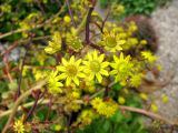 Aeonium glutinosum. Часть соцветия. Монако, Монте-Карло, французский сад напротив Казино. 19.06.2012.