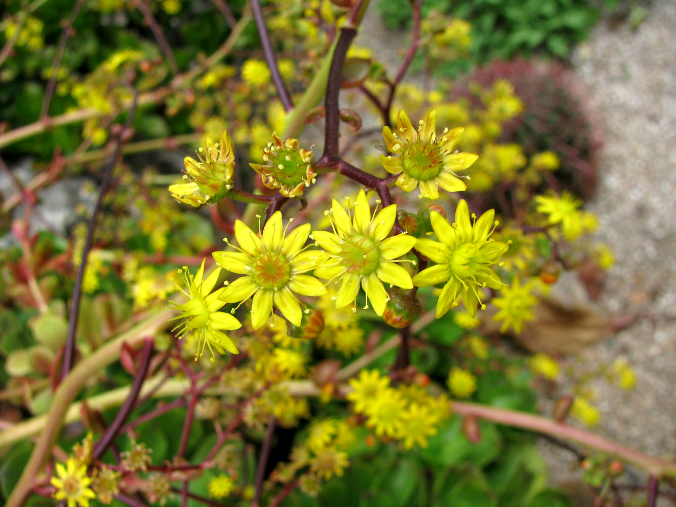 Изображение особи Aeonium glutinosum.