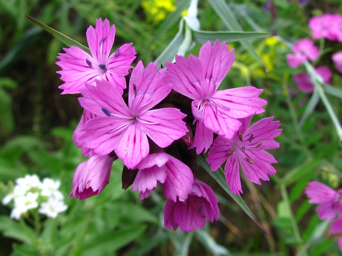 Изображение особи Dianthus andrzejowskianus.