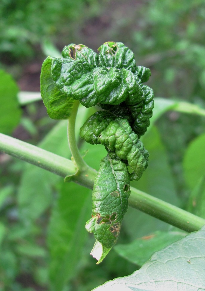 Image of Salix &times; krausei specimen.