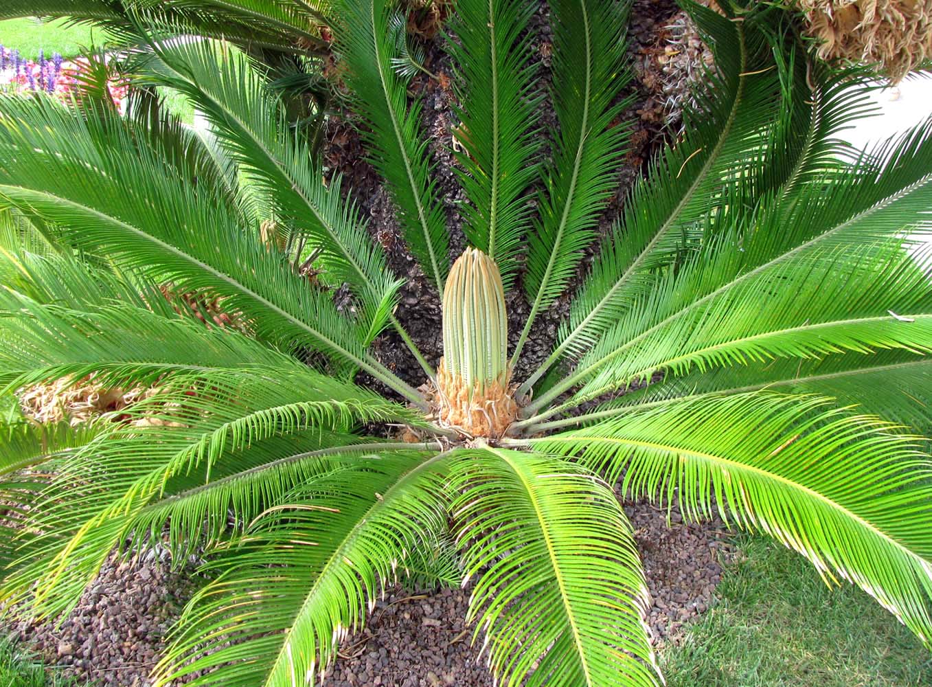 Image of Cycas revoluta specimen.
