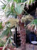 Trachycarpus fortunei. Плодоносящее дерево. Хорватия, Истрия, пос. Баньоле, у входа в кафе. 03.09.2012.