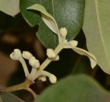 Metrosideros excelsa. Бутонизирующее соцветие. Израиль, Шарон, г. Герцлия, в культуре. 17.02.2013.