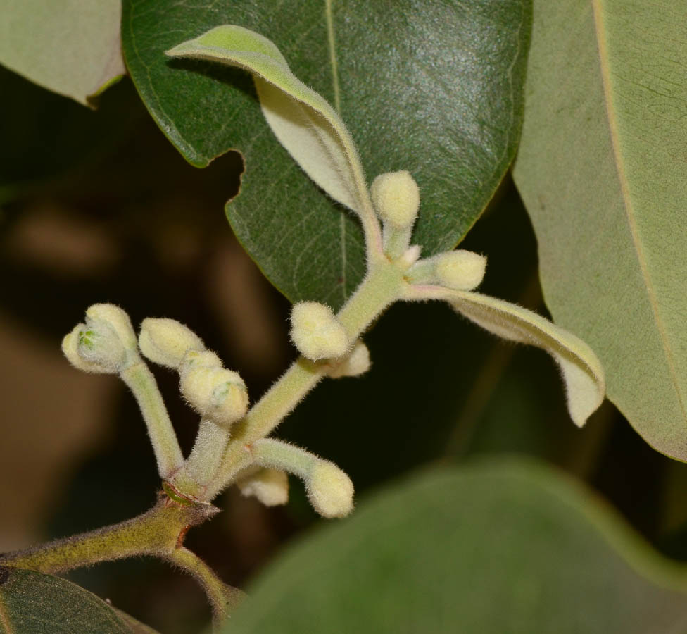 Image of Metrosideros excelsa specimen.