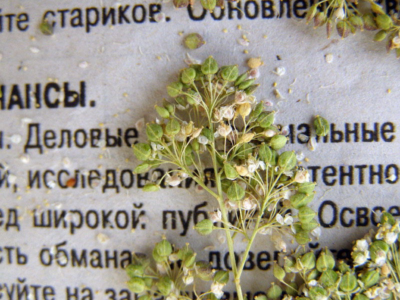 Изображение особи Lepidium latifolium.