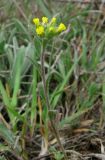 genus Alyssum. Цветущее растение. Крым, Карадагский заповедник, юго-восточный склон хребта Беш-Таш, степной склон. 4 апреля 2013 г.