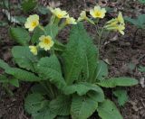 Primula macrocalyx Bunge × Primula vulgaris