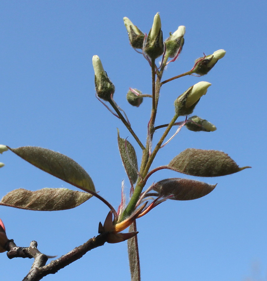 Изображение особи Amelanchier laevis.