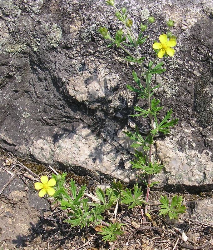 Image of Potentilla argentea specimen.