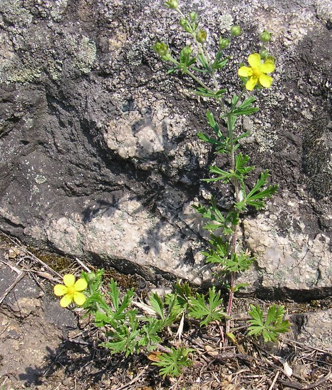 Изображение особи Potentilla argentea.