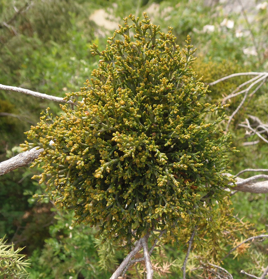 Image of Arceuthobium oxycedri specimen.