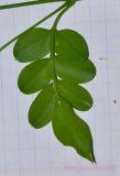 Jasminum polyanthum