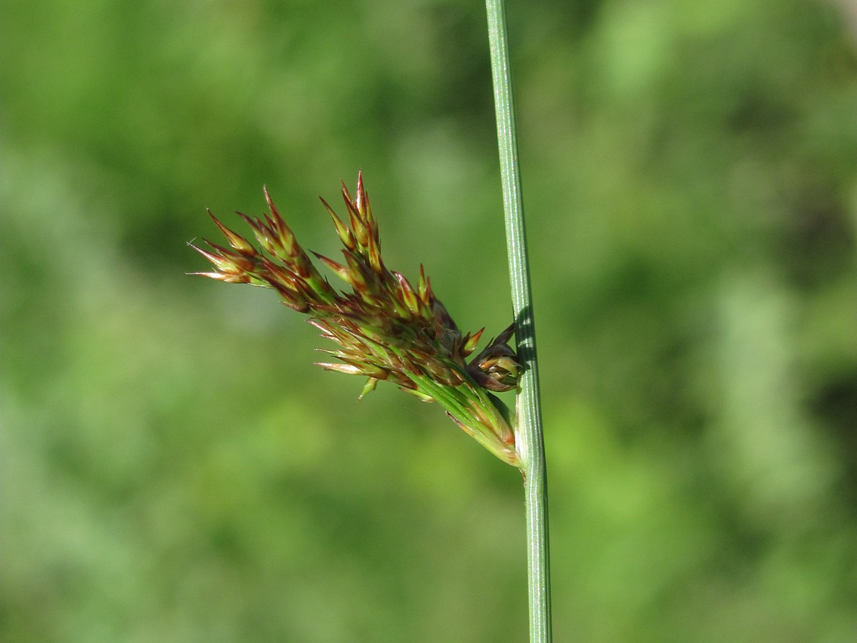 Изображение особи Juncus inflexus.