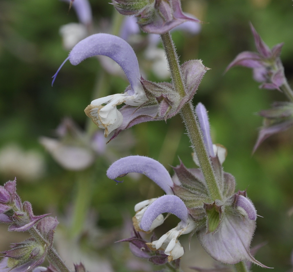 Изображение особи Salvia sclarea.