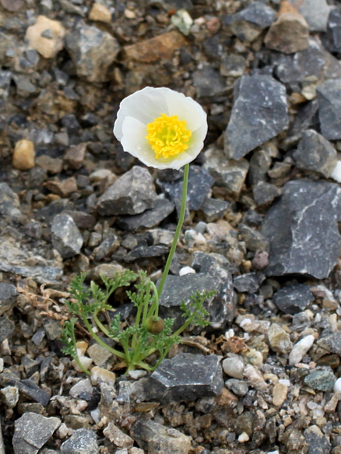 Image of Papaver alpinum specimen.