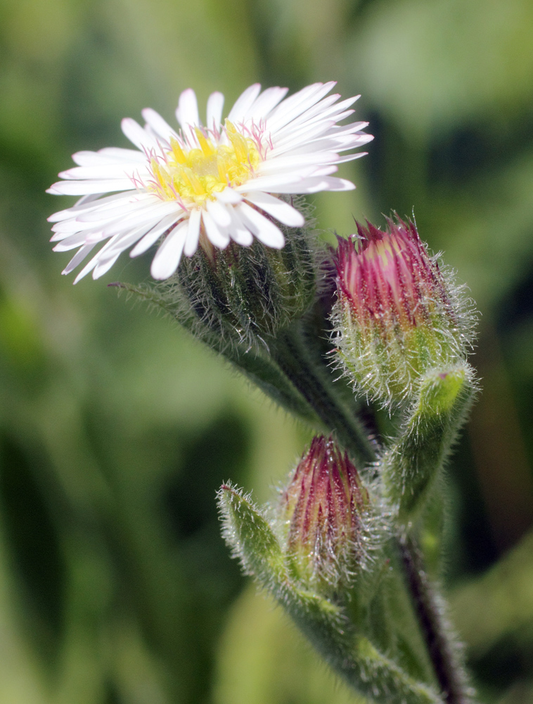 Image of Erigeron pseuderigeron specimen.