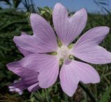Malva thuringiaca