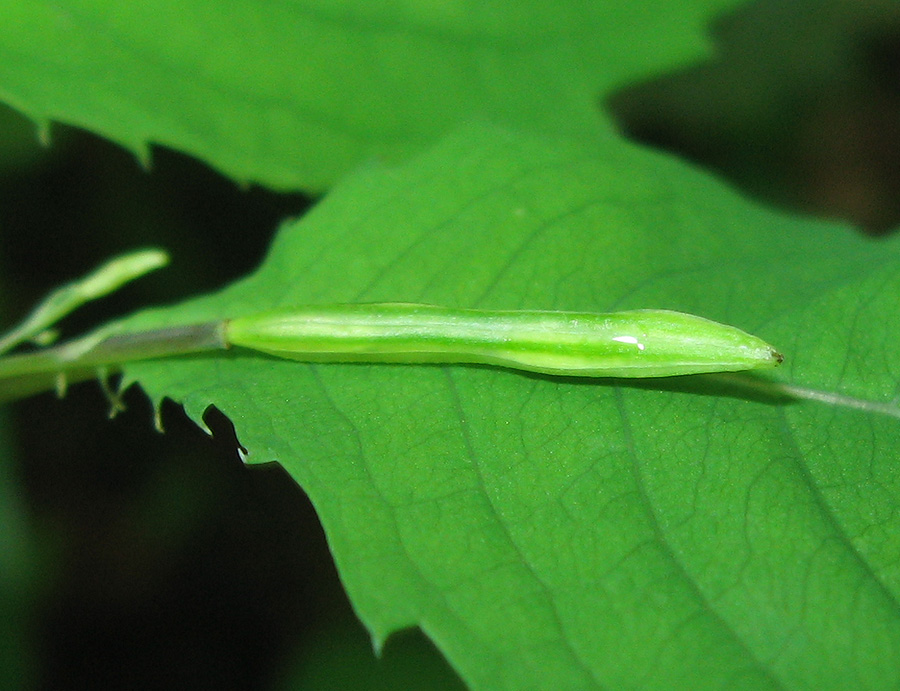 Image of Impatiens noli-tangere specimen.