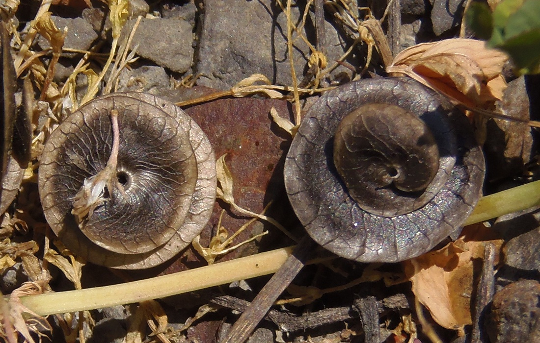 Image of Medicago orbicularis specimen.