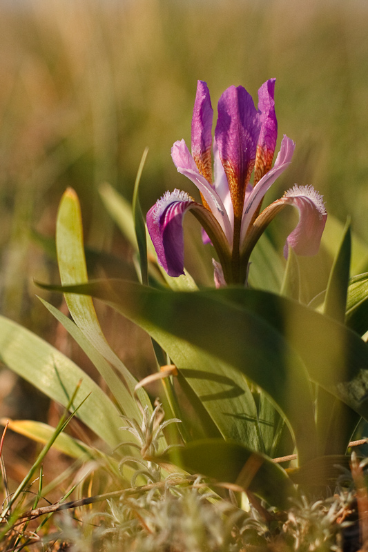 Image of Iris scariosa specimen.