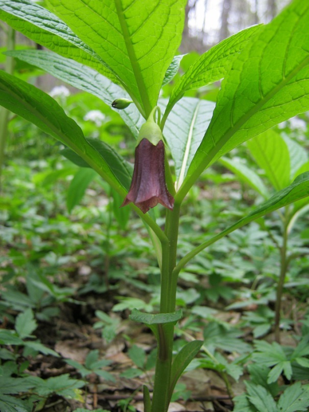 Image of Scopolia caucasica specimen.