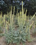 genus Verbascum