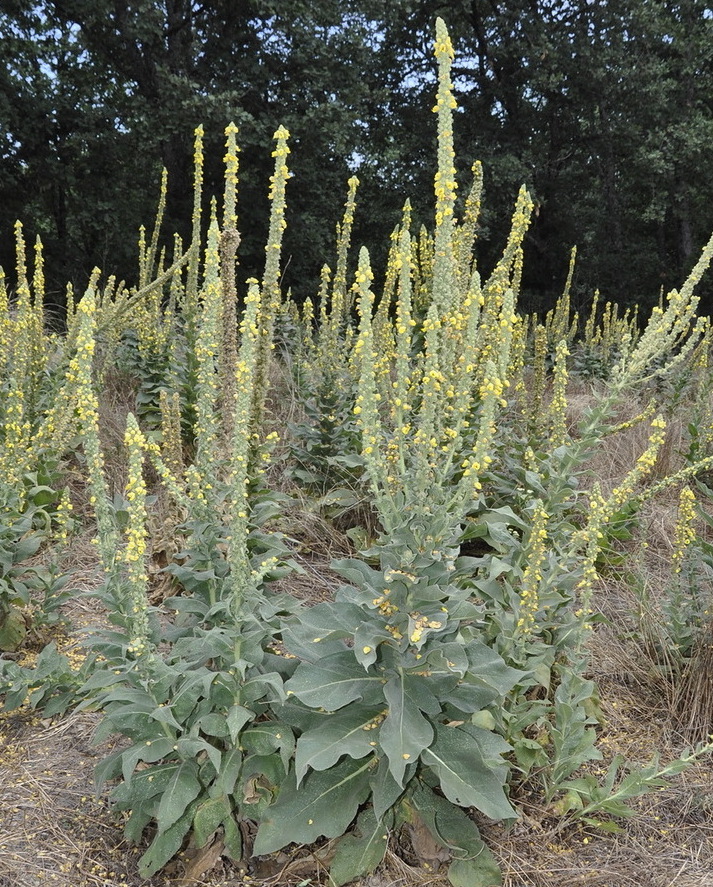 Изображение особи род Verbascum.