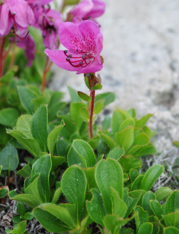 Image of Rhododendron camtschaticum specimen.