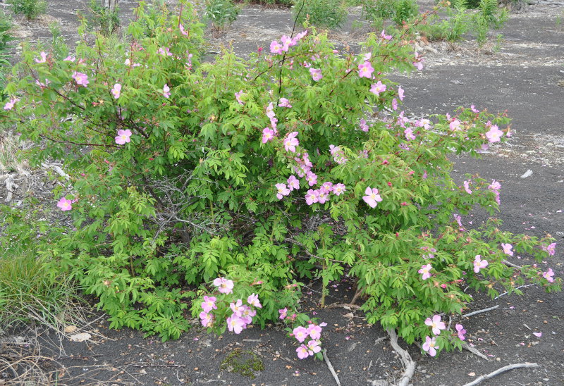 Image of Rosa amblyotis specimen.