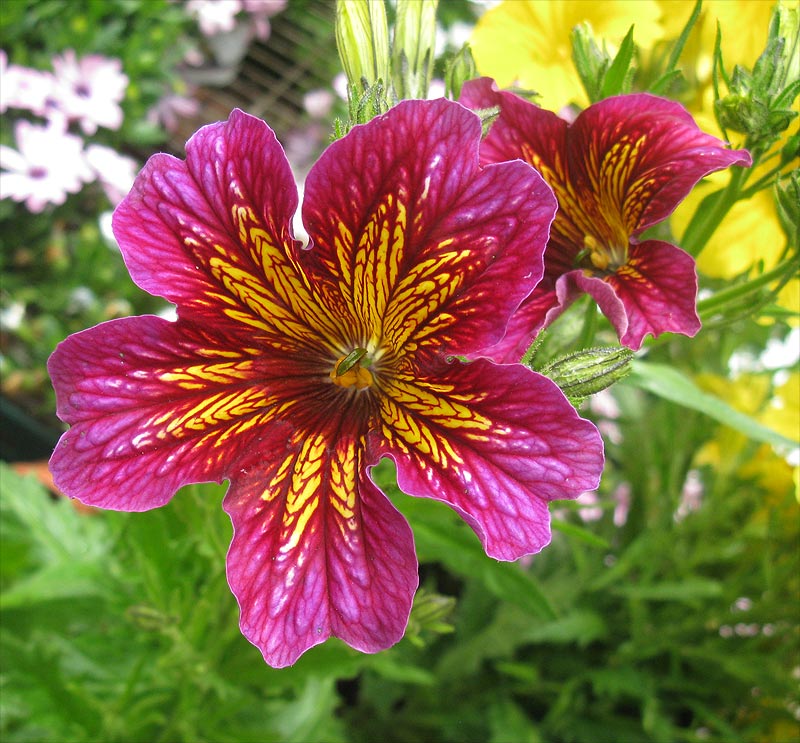 Image of Salpiglossis sinuata specimen.