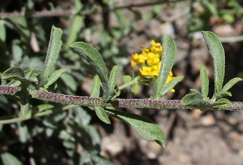 Изображение особи Odontarrhena muralis.