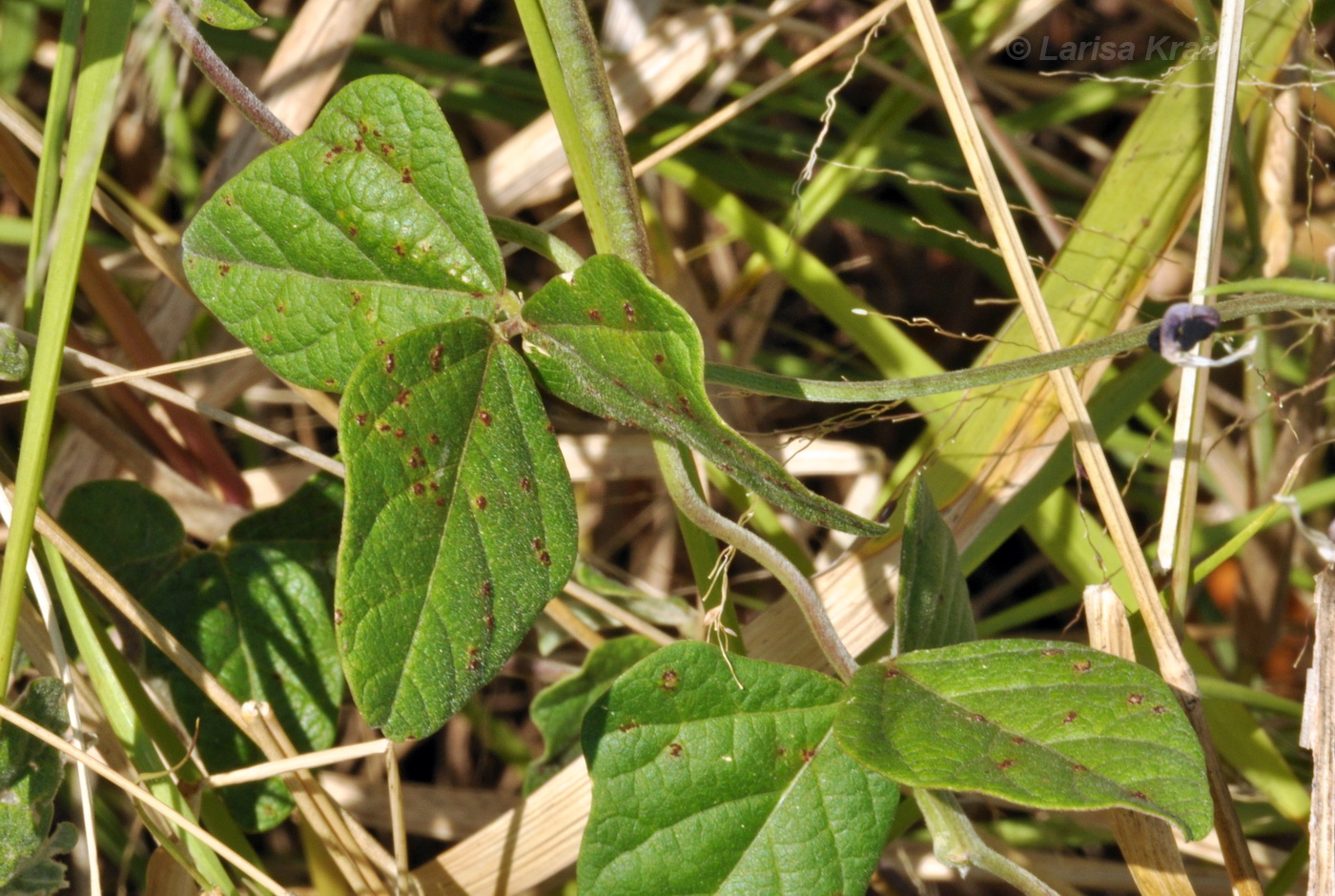 Изображение особи Macroptilium atropurpureum.