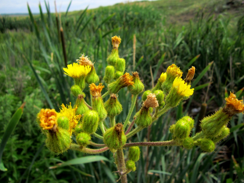 Image of Sonchus palustris specimen.