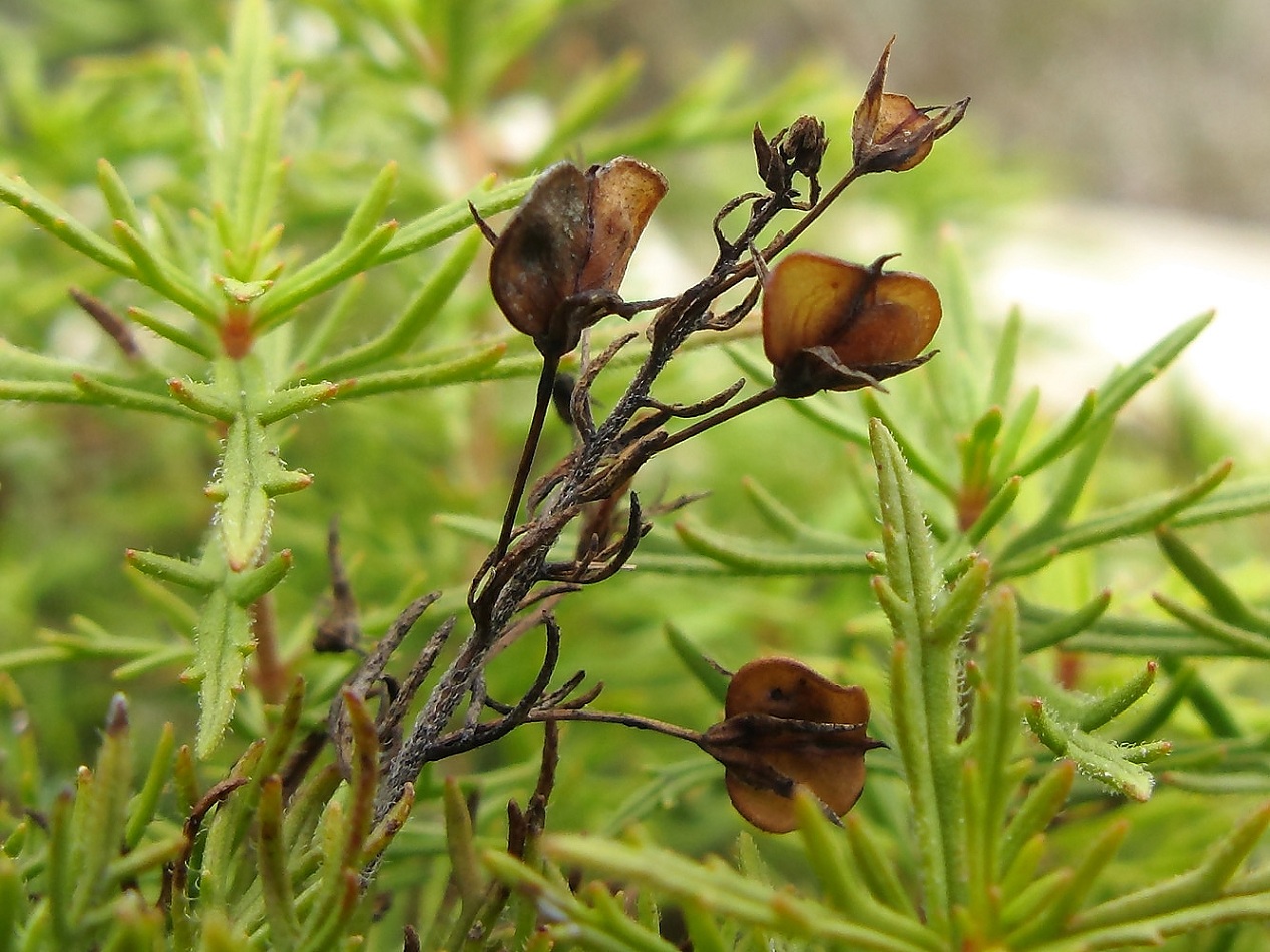 Image of Veronica filifolia specimen.