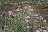 Convolvulus pseudocantabrica