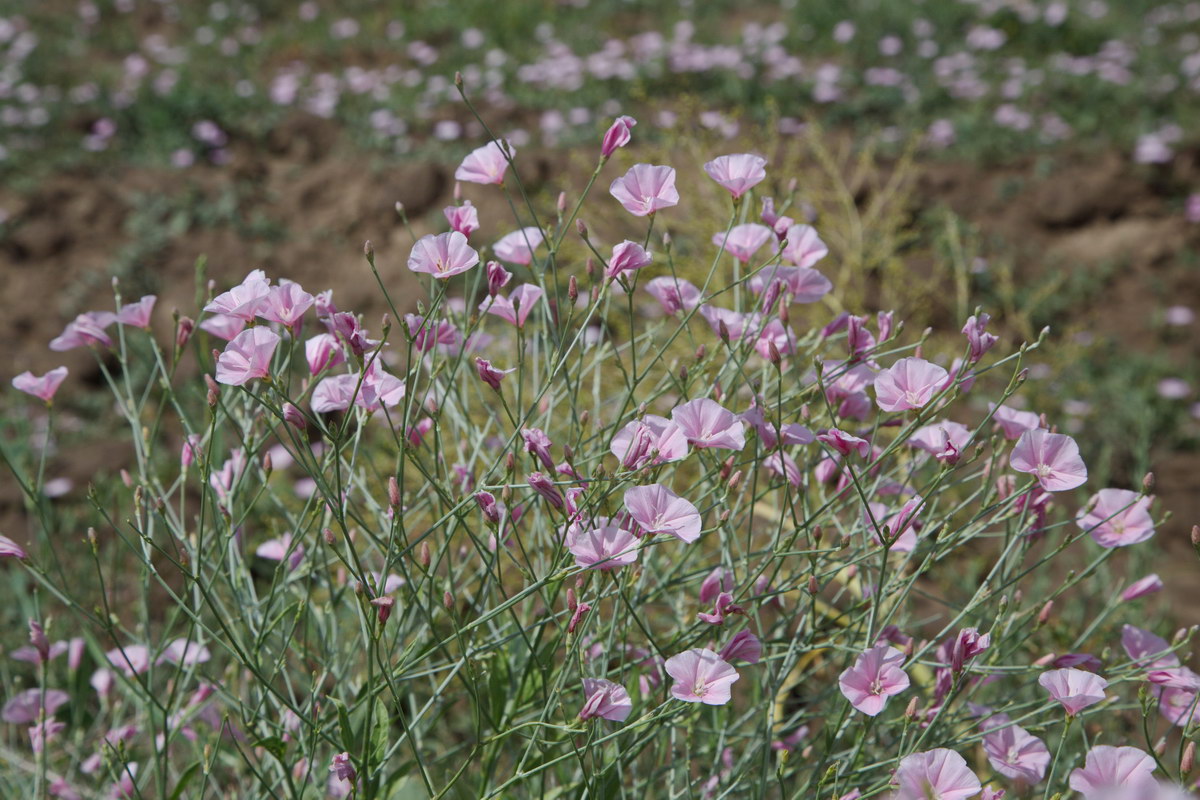 Image of Convolvulus pseudocantabrica specimen.