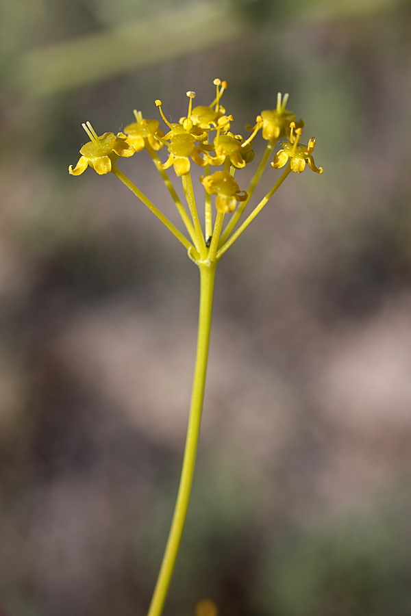 Image of Prangos didyma specimen.