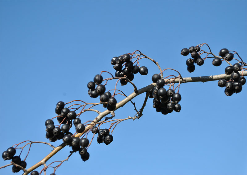 Image of Crataegus pentagyna specimen.