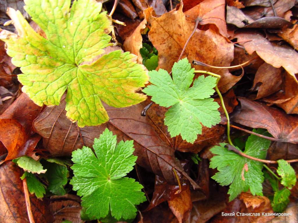 Изображение особи Geranium phaeum.