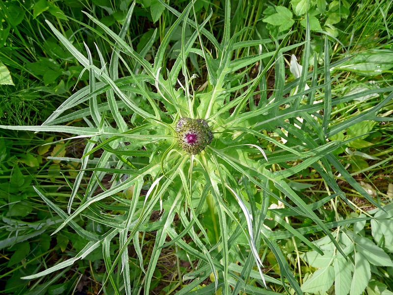 Изображение особи Cirsium heterophyllum.