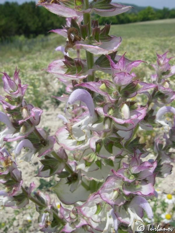 Image of Salvia sclarea specimen.