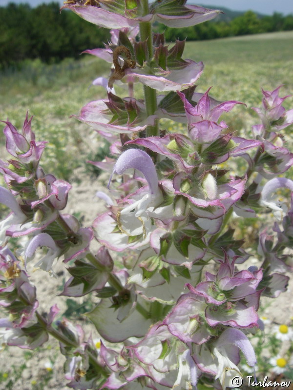 Изображение особи Salvia sclarea.