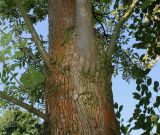Fraxinus variety coriacea