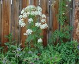 Pleurospermum uralense