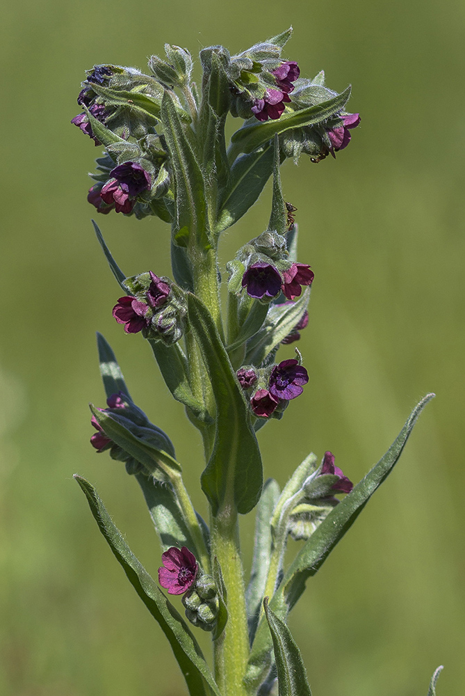 Изображение особи Cynoglossum officinale.